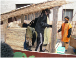 Fasching2011-0073.jpg